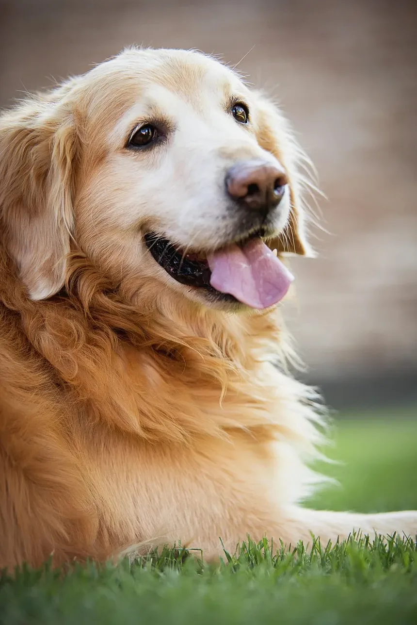 Melhores Raças de Cães para Vida Urbana