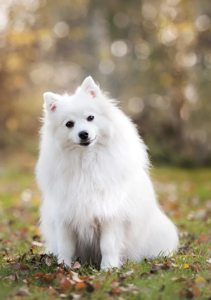 Melhores Raças de Cães para Vida Urbana