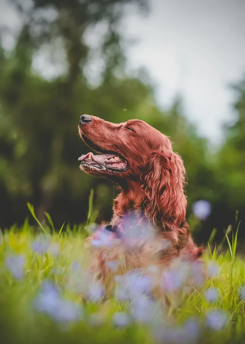 Melhor Ração para Cães Alérgicos a Tudo