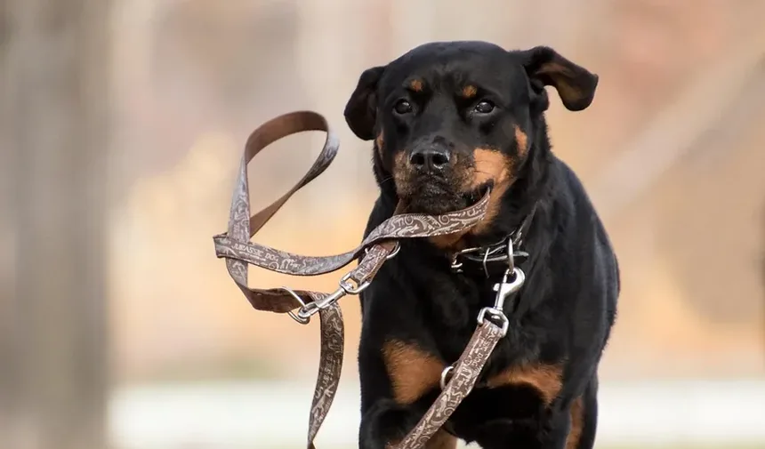Melhor Ração para Cães Alérgicos a Tudo
