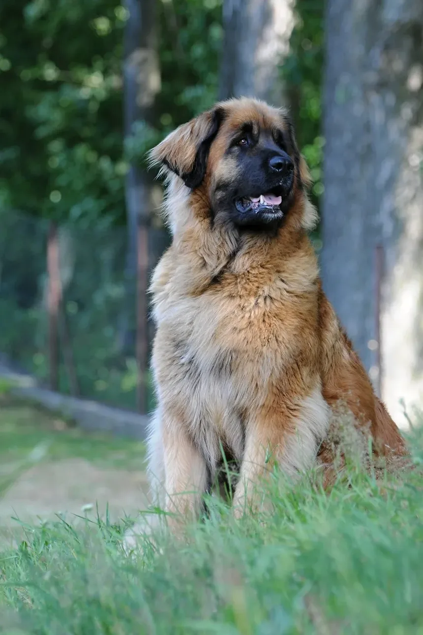 Melhor Comida Caseira para Cães Pequenos