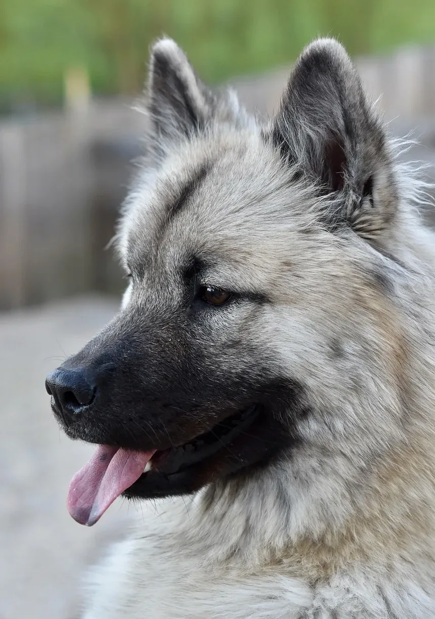 Melhor Comida Caseira para Cães Pequenos