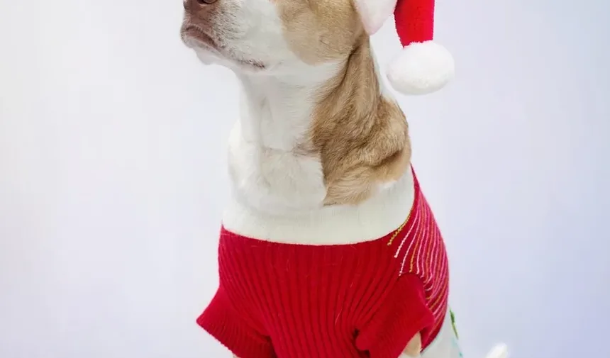 Melhor Comida Caseira para Cães Pequenos