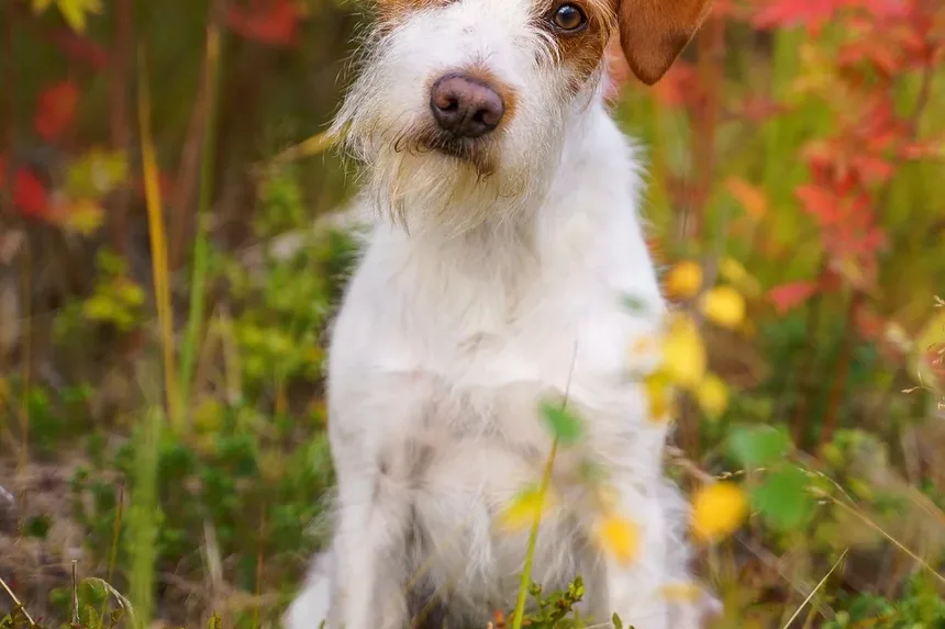 Melhor Comida Caseira para Cães Pequenos