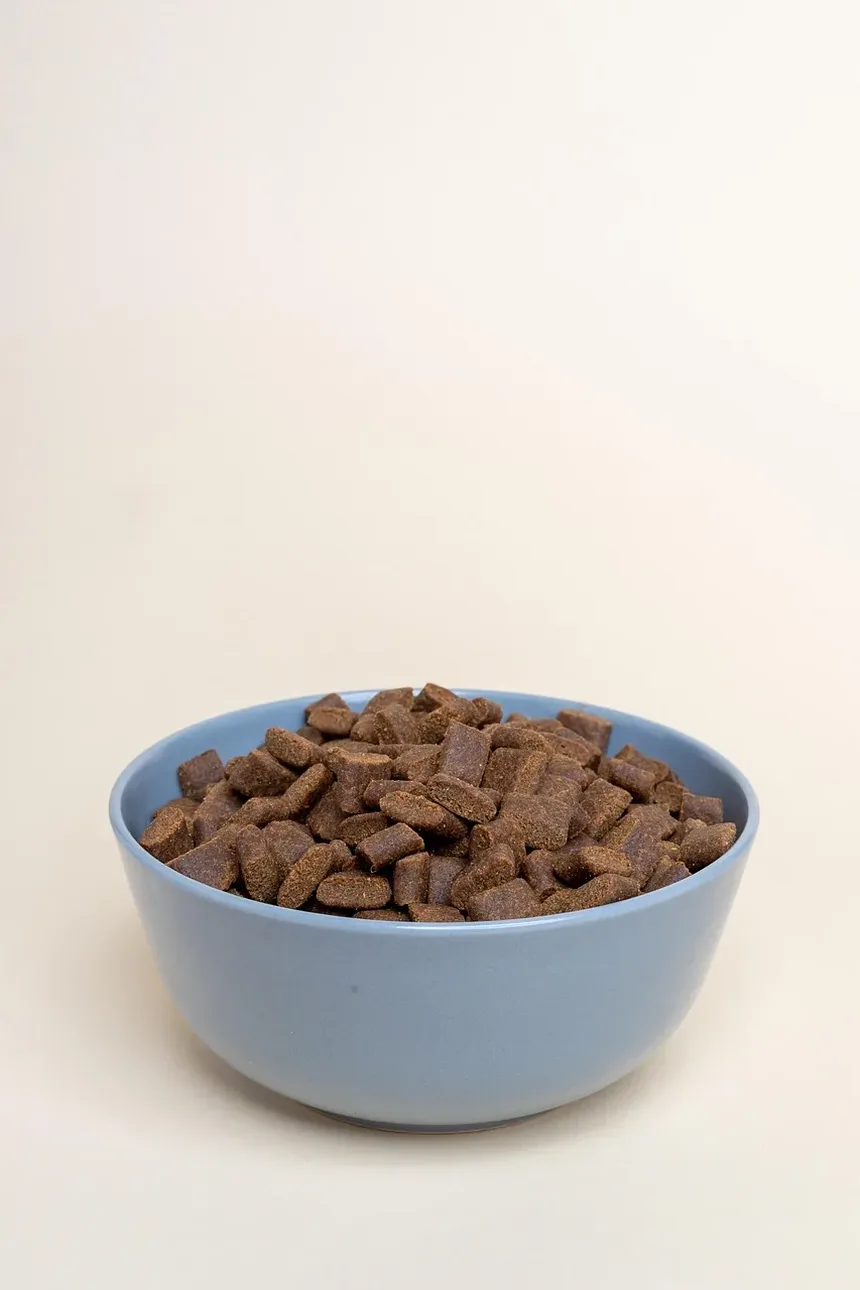 Melhor Multivitamínico para Cães com Alergias: Um Guia Completo