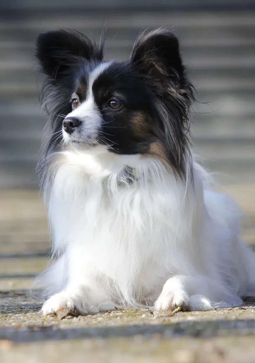 Melhor Multivitamínico para Cães com Alergias: Um Guia Completo