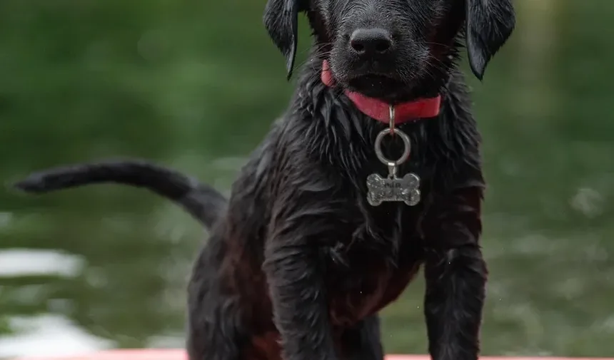 Melhor Multivitamínico para Cães com Alergias: Um Guia Completo