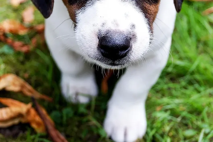 Melhor Multivitamínico para Cães com Alergias: Um Guia Completo
