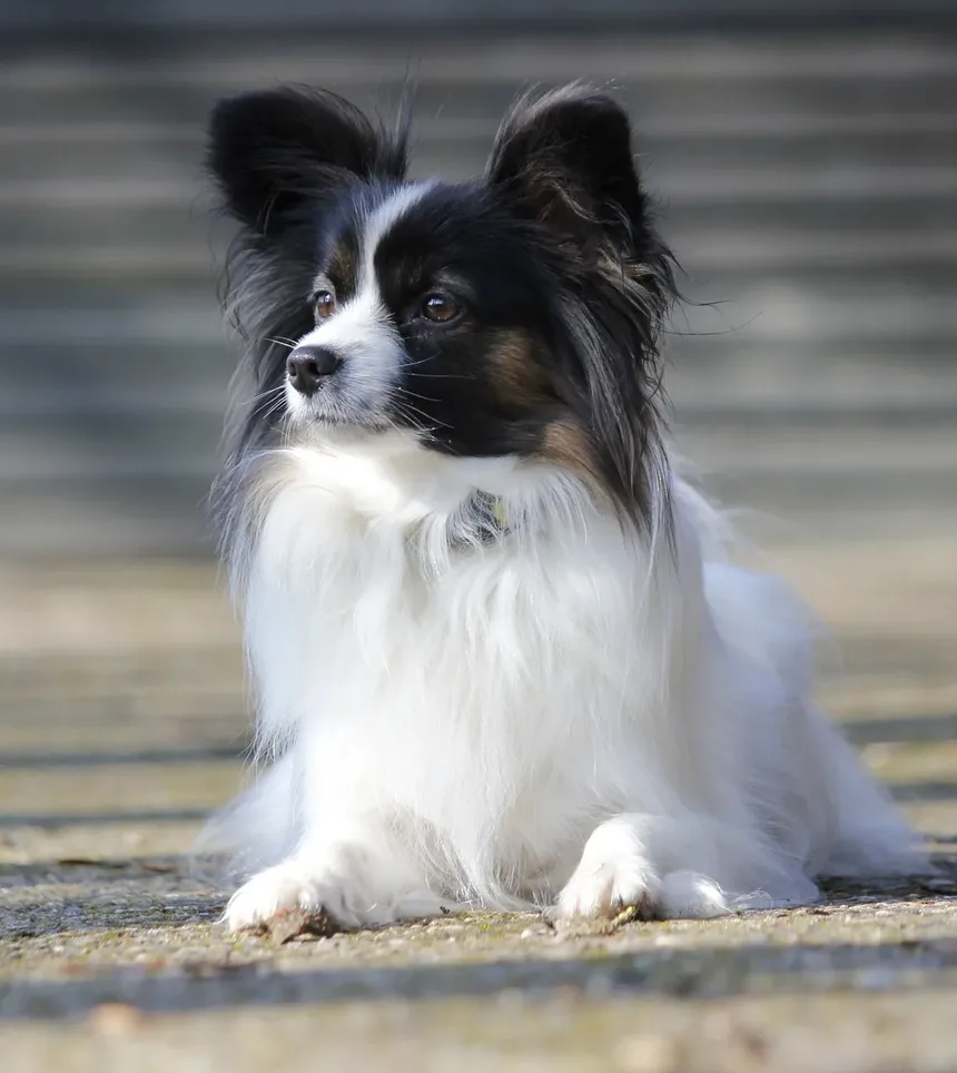 Melhores Remédios Caseiros para Coceira na Pele do Cachorro