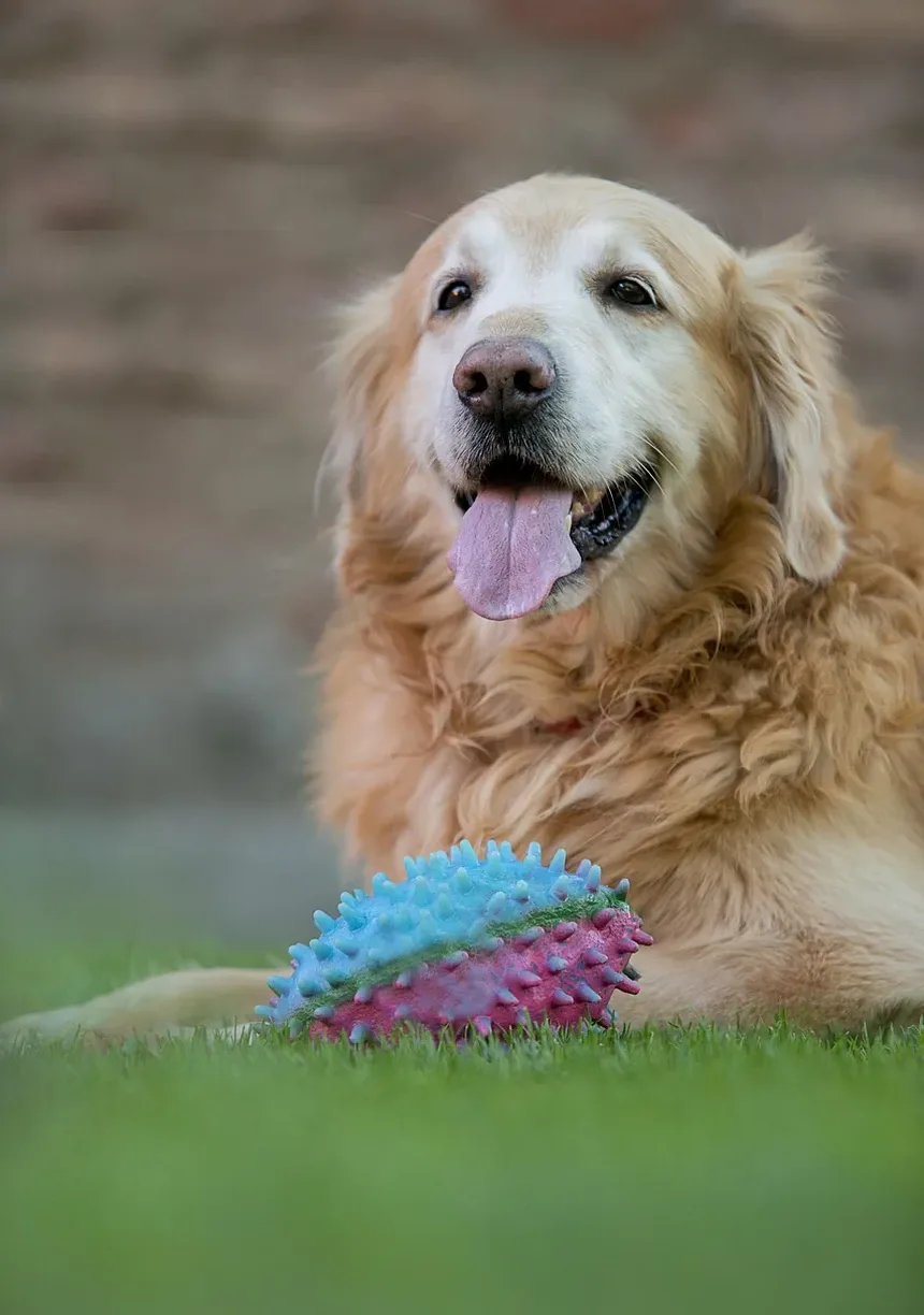 Melhores Remédios Caseiros para Coceira na Pele do Cachorro