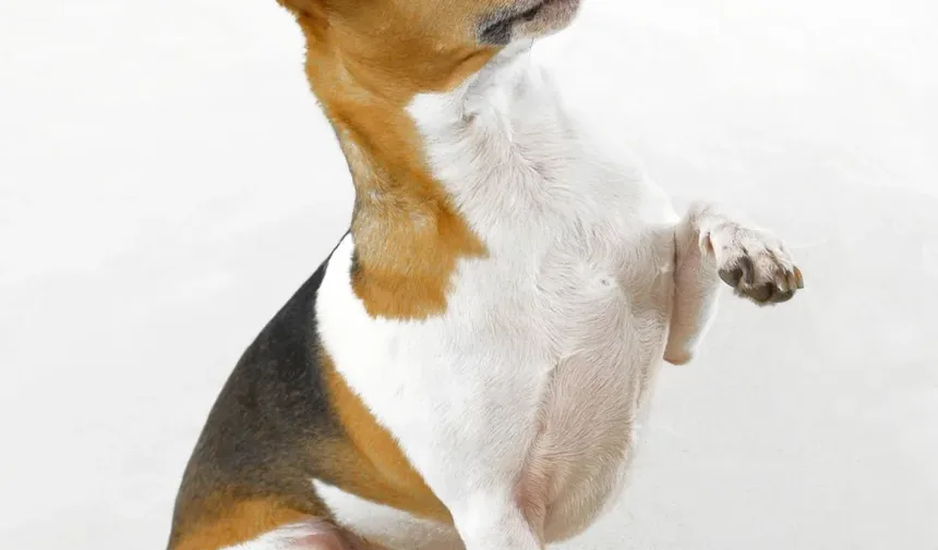 Melhores Remédios Caseiros para Coceira na Pele do Cachorro