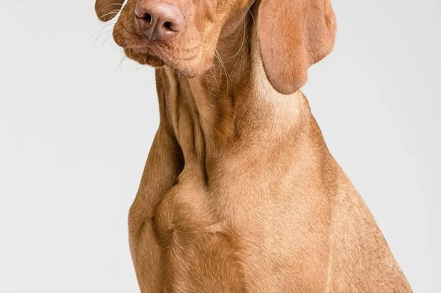 Melhores Remédios Caseiros para Coceira na Pele do Cachorro