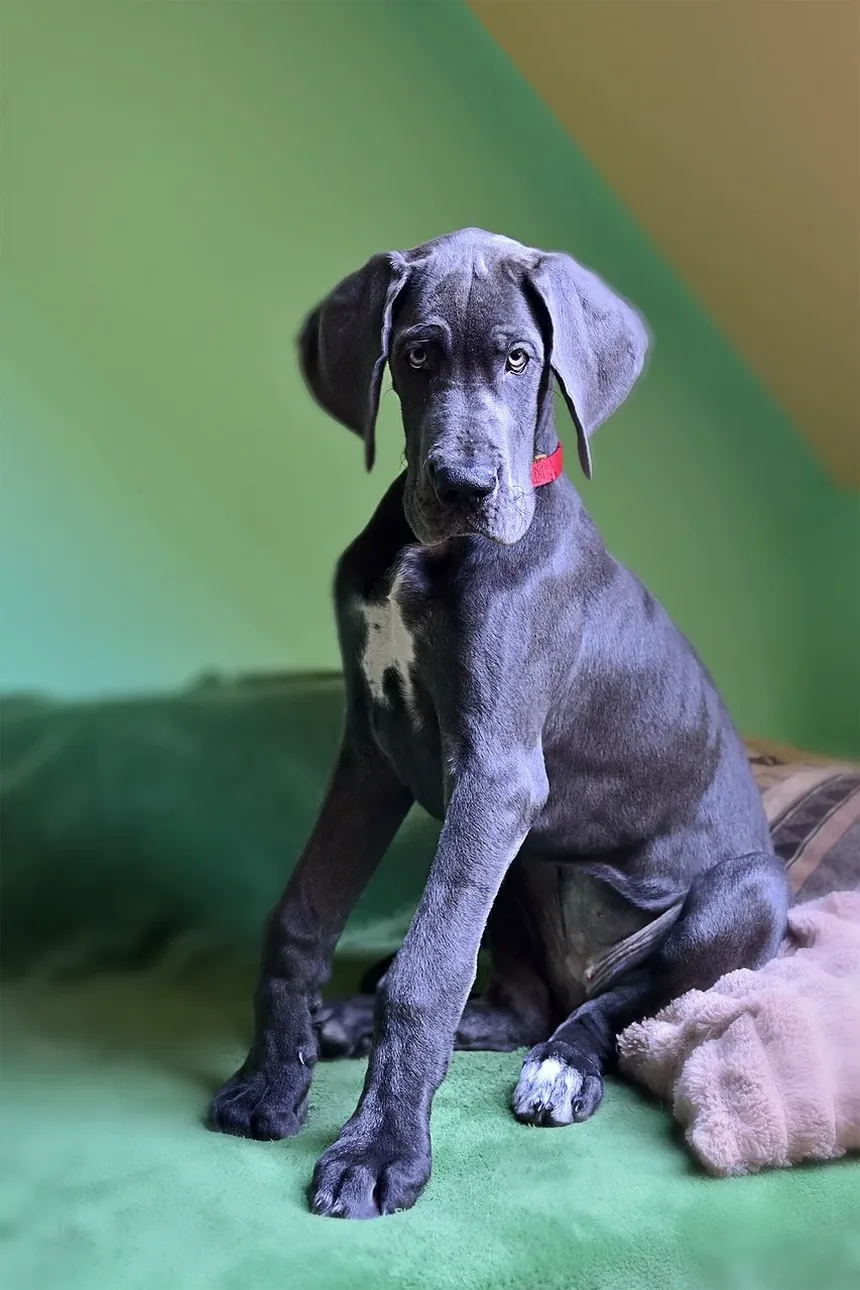 Melhores Vitaminas para o Crescimento do Pelo do Cachorro: Um Guia Completo