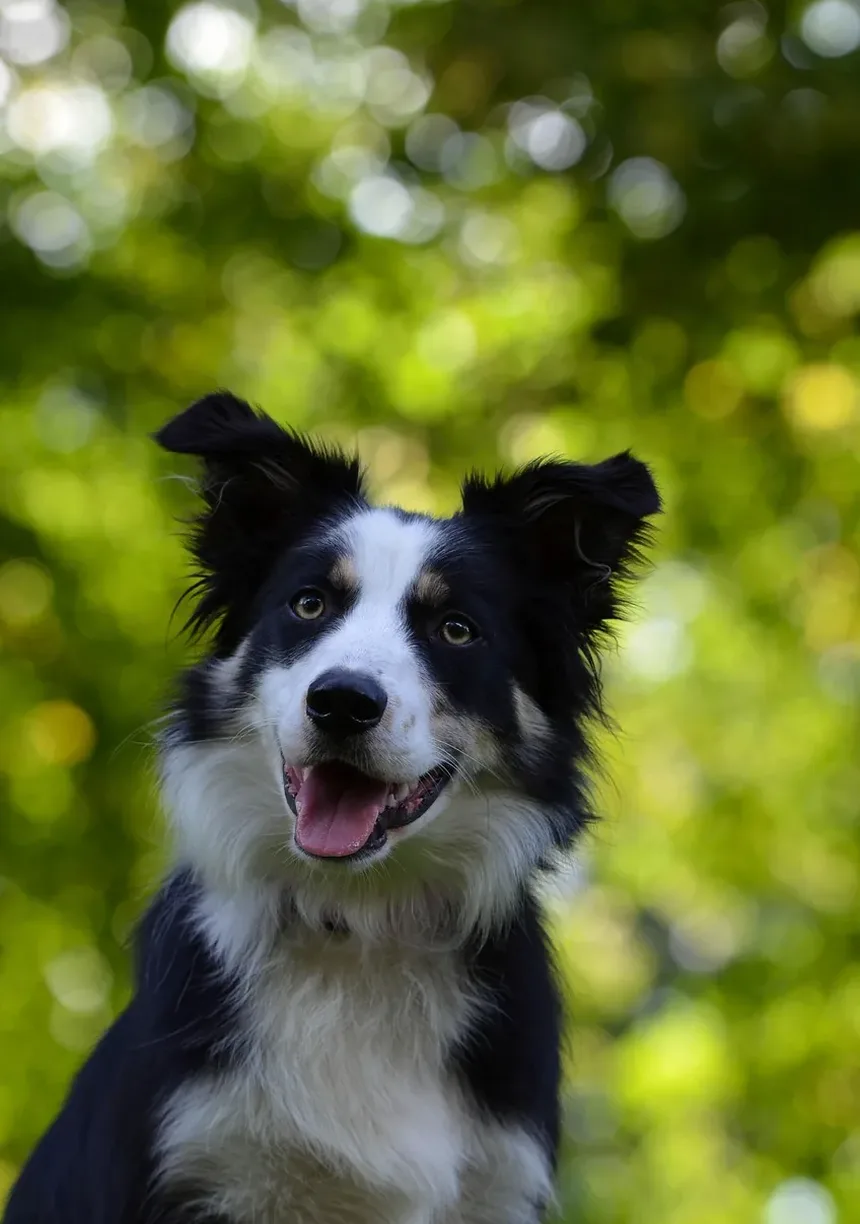 Melhores Vitaminas para o Crescimento do Pelo do Cachorro: Um Guia Completo