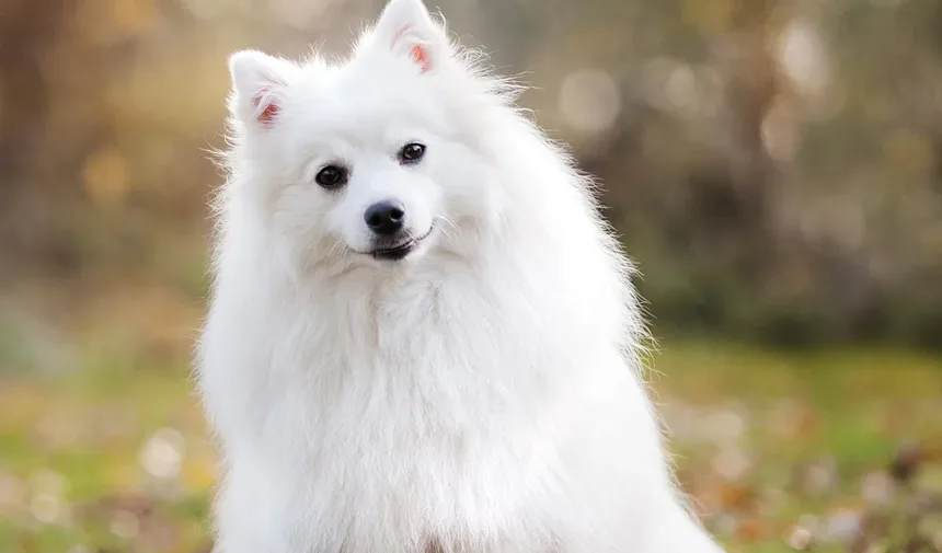 Melhores Vitaminas para o Crescimento do Pelo do Cachorro: Um Guia Completo