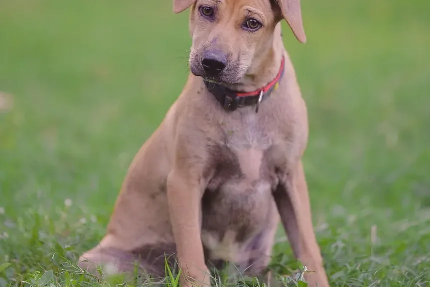 Melhores Vitaminas para o Crescimento do Pelo do Cachorro: Um Guia Completo