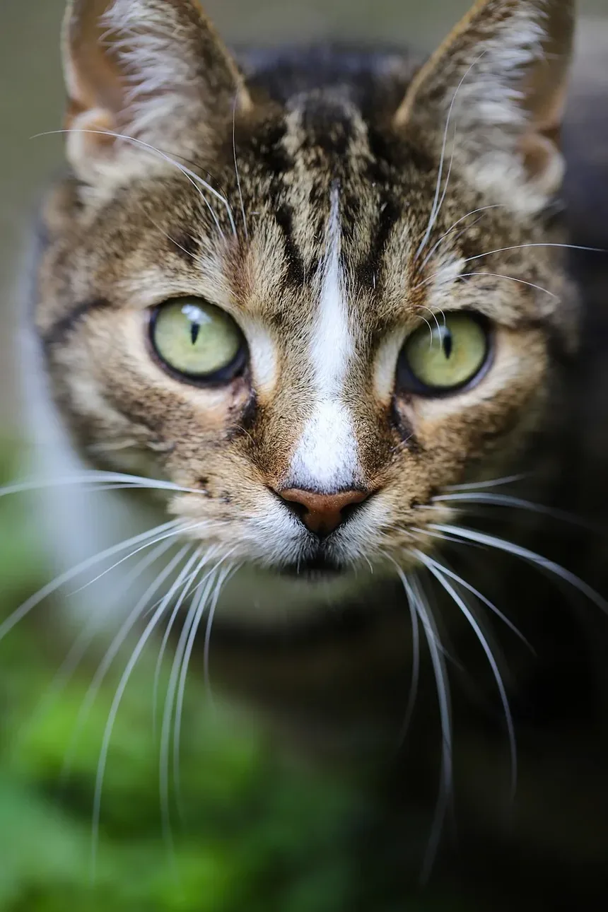 Reações Alérgicas Comuns em Gatos