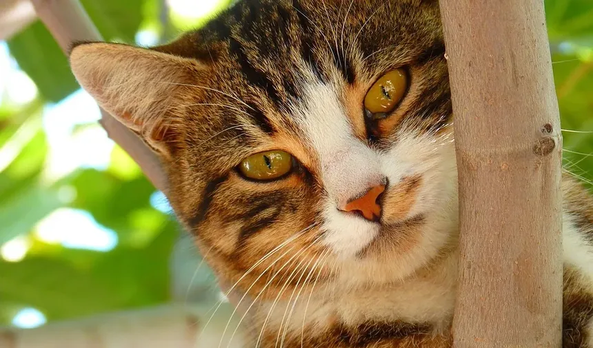 Reações Alérgicas Comuns em Gatos