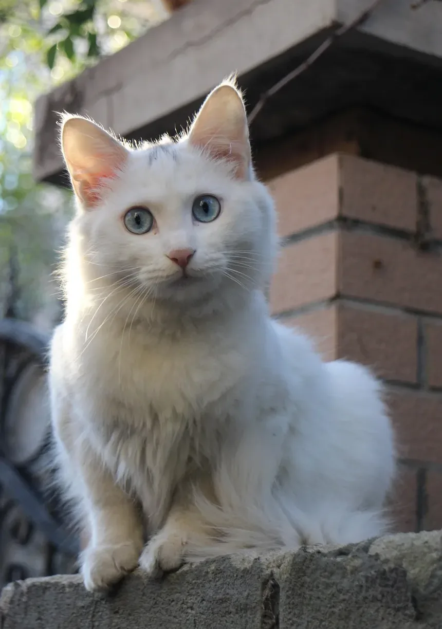 Problemas Comuns de Saúde em Gatinhos