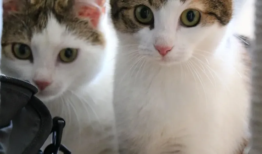 Problemas Comuns de Saúde em Gatinhos