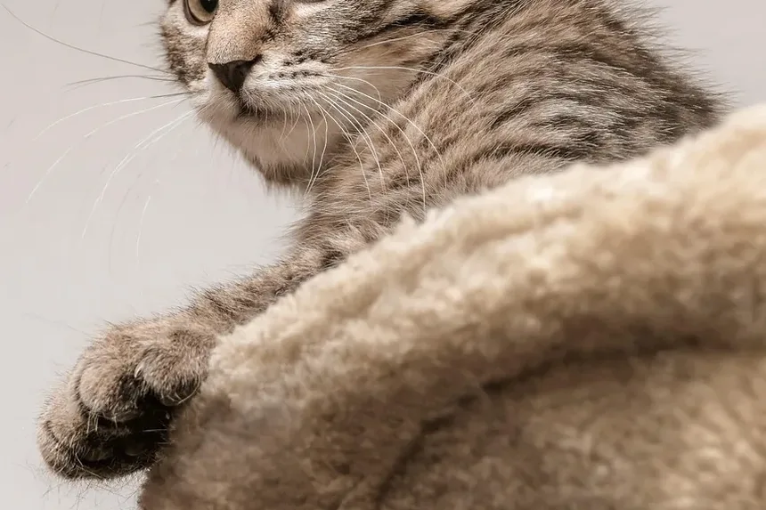 Problemas Comuns de Saúde em Gatinhos