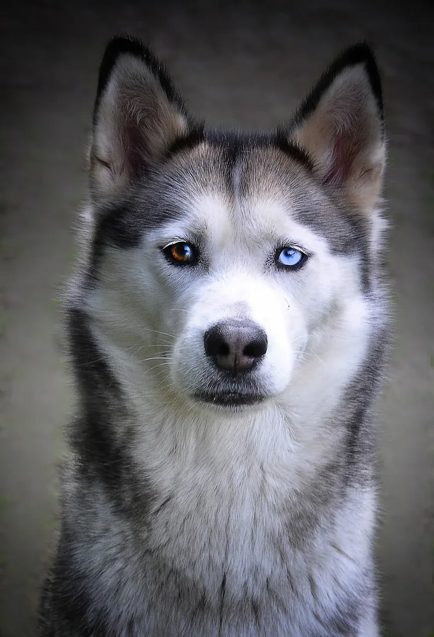 Remédios para Banho de Cachorro com Coceira na Pele: Um Guia Completo