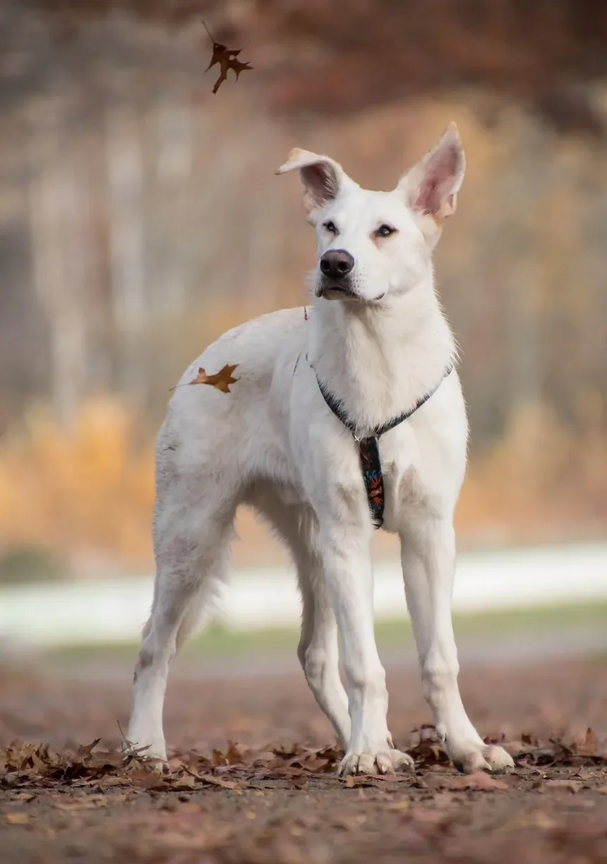 Remédios para Banho de Cachorro com Coceira na Pele: Um Guia Completo