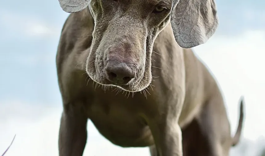 Remédios para Banho de Cachorro com Coceira na Pele: Um Guia Completo