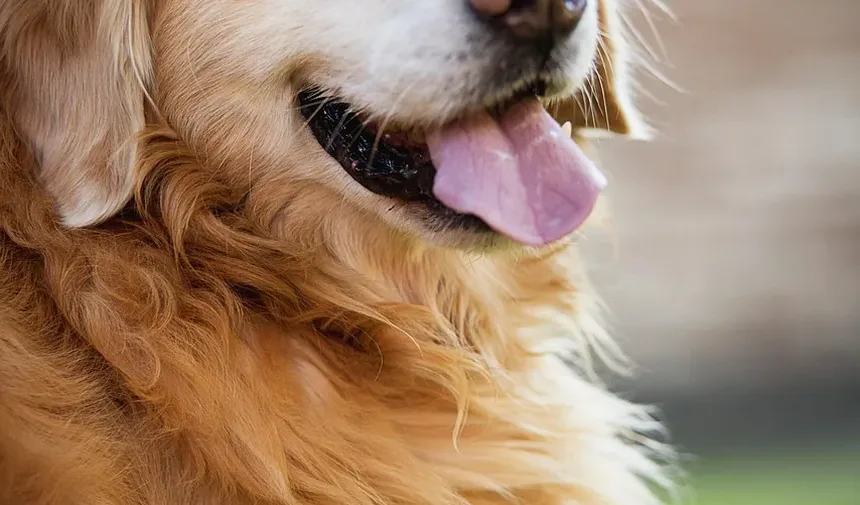 Remédio Caseiro para Infecção Fúngica no Ouvido do Cão: Soluções com Vinagre