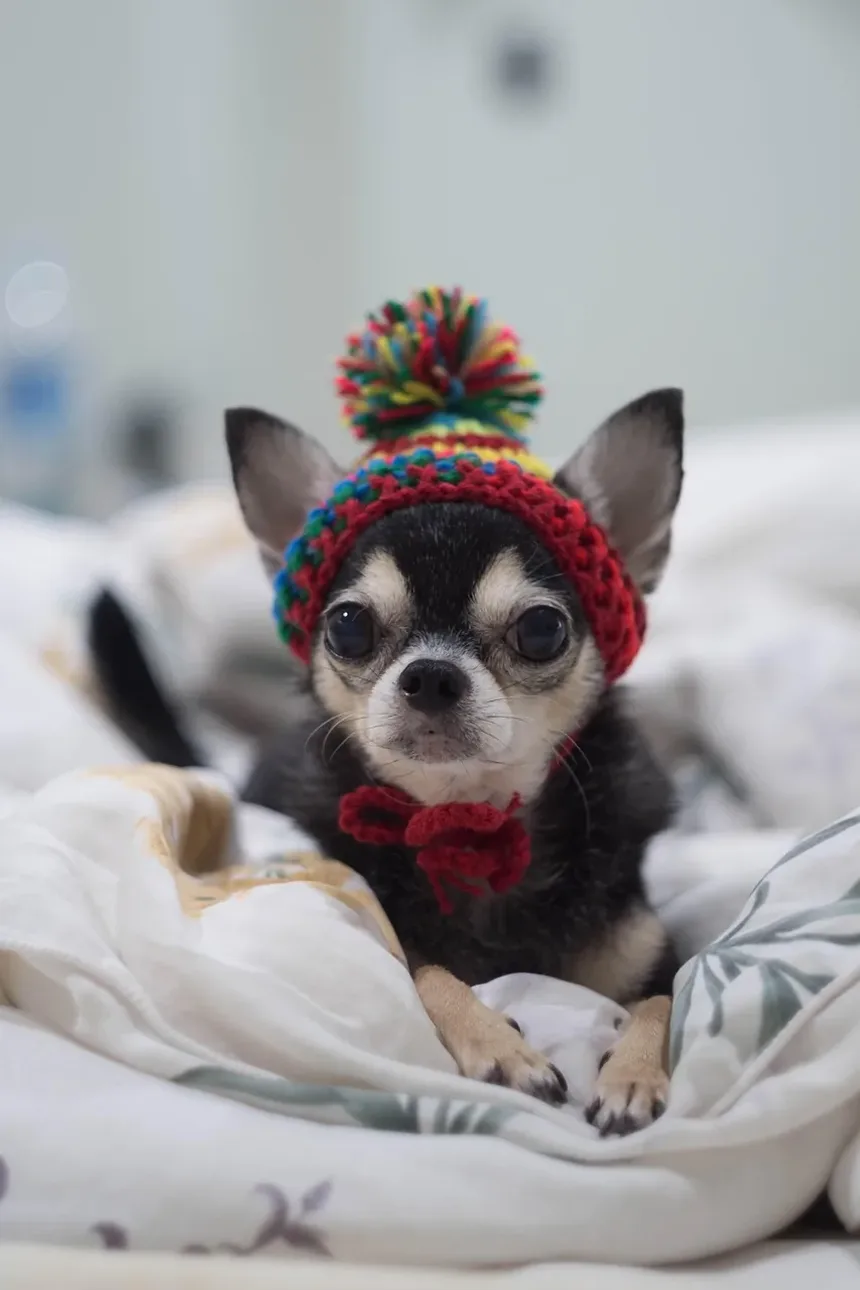 Entendendo as Marcas de Arranhões de Cães nas Portas: Causas e Soluções