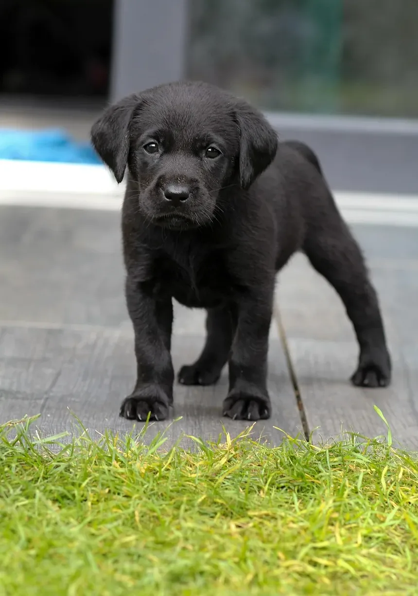 Entendendo as Marcas de Arranhões de Cães nas Portas: Causas e Soluções