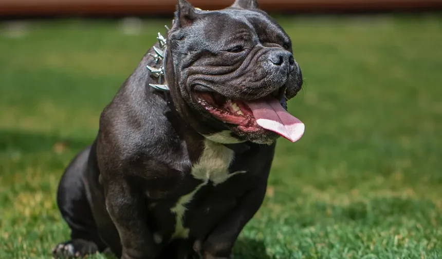 Entendendo as Marcas de Arranhões de Cães nas Portas: Causas e Soluções