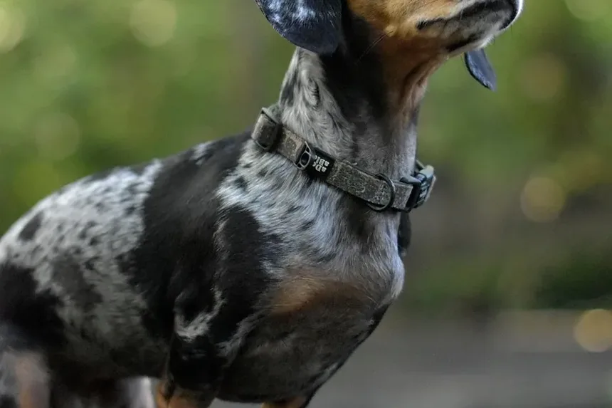 Entendendo as Marcas de Arranhões de Cães nas Portas: Causas e Soluções
