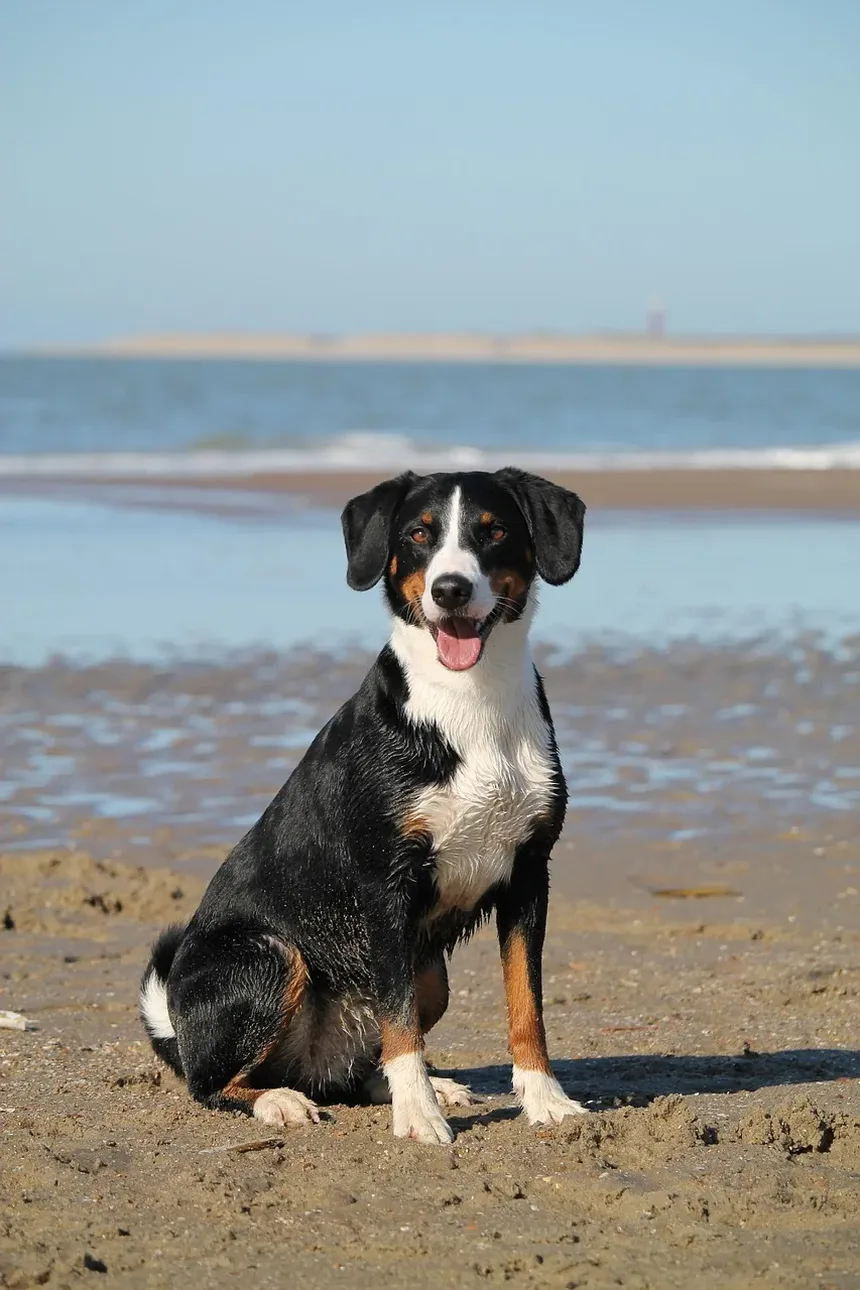 Cronograma de Recuperação de Cirurgia em Cães: O Que Esperar e Como Ajudar