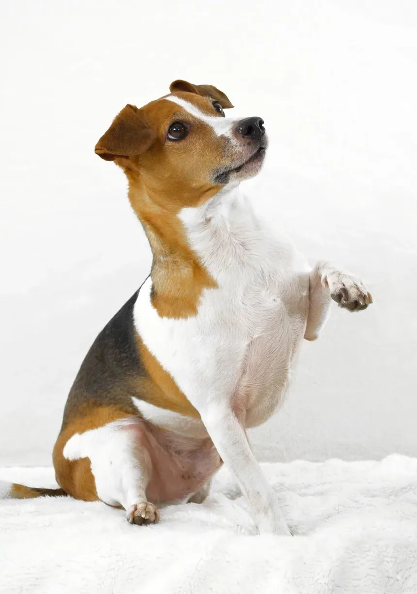Cronograma de Recuperação de Cirurgia em Cães: O Que Esperar e Como Ajudar