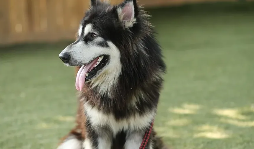 Cronograma de Recuperação de Cirurgia em Cães: O Que Esperar e Como Ajudar