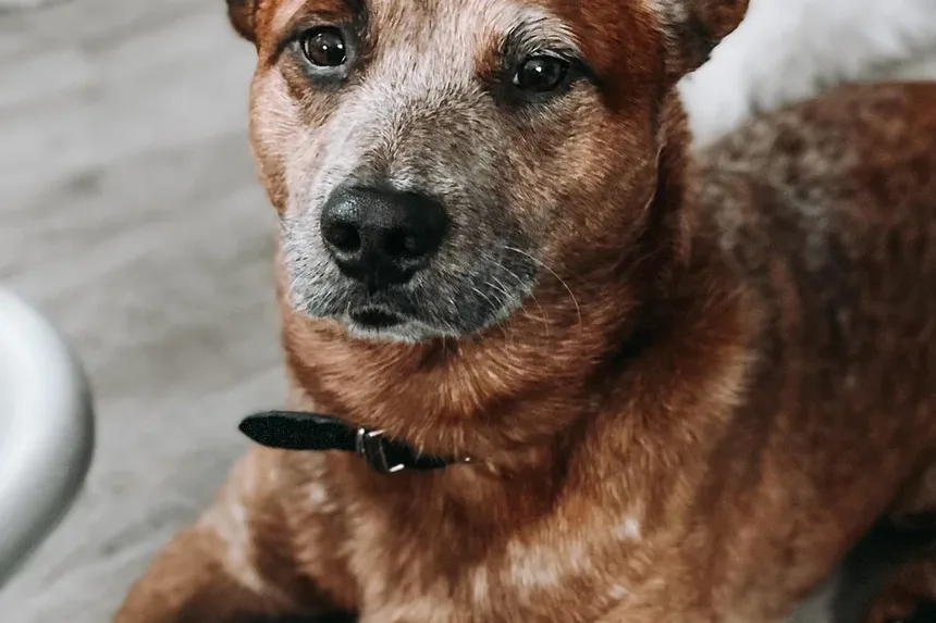 Cronograma de Recuperação de Cirurgia em Cães: O Que Esperar e Como Ajudar