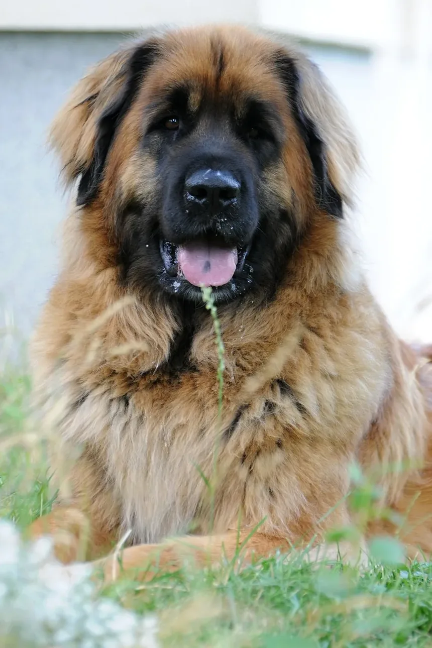 Remédio Caseiro para Corte na Almofada da Patinha do Cachorro: Soluções Eficazes e Cuidados