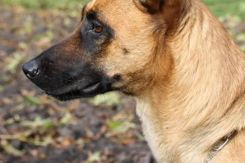 Shampoo Caseiro para Cães com Alergias: Um Guia Completo