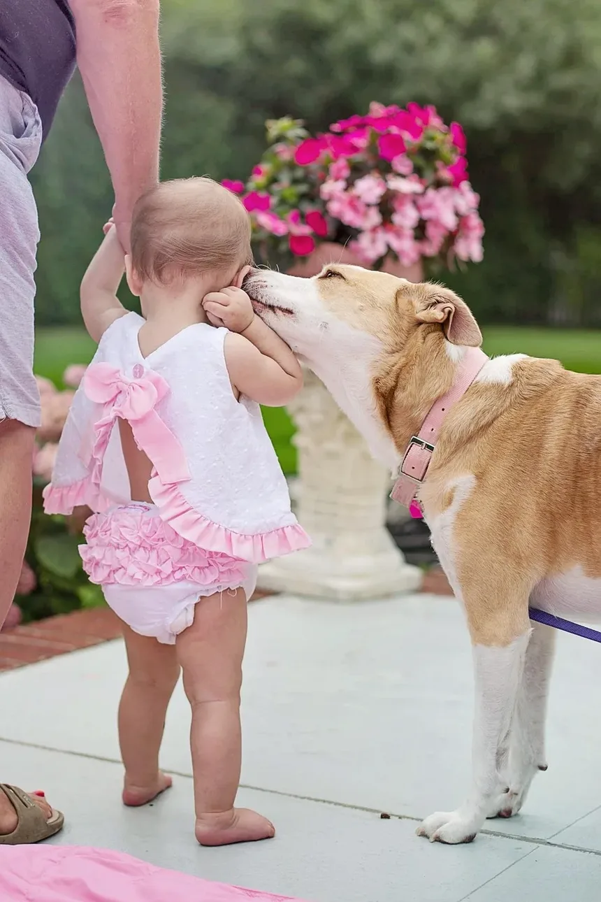 Plano de Refeições Caseiras para Cães: Um Guia Completo