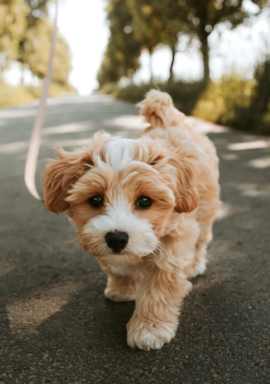 Plano de Refeições Caseiras para Cães: Um Guia Completo