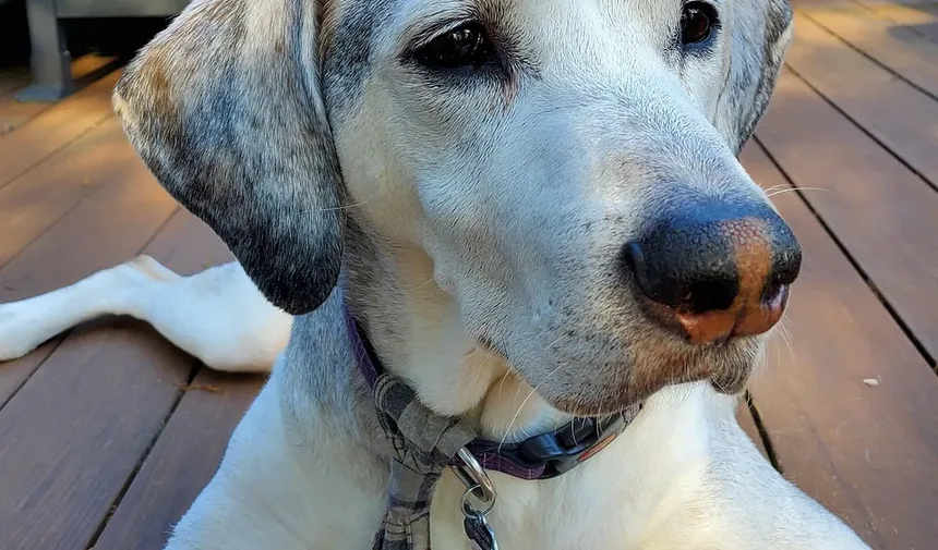 Plano de Refeições Caseiras para Cães: Um Guia Completo