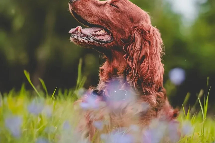 Plano de Refeições Caseiras para Cães: Um Guia Completo