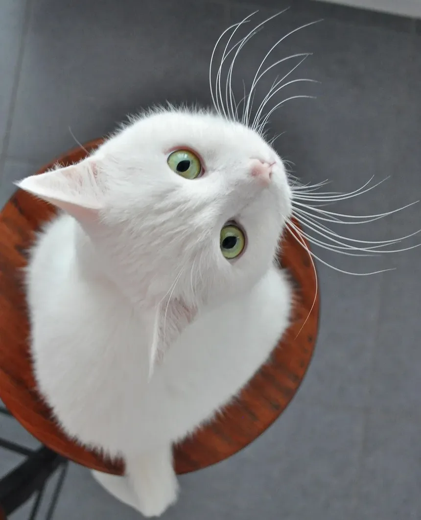 Como Saber Se Meu Gato Comeu Algo Ruim?