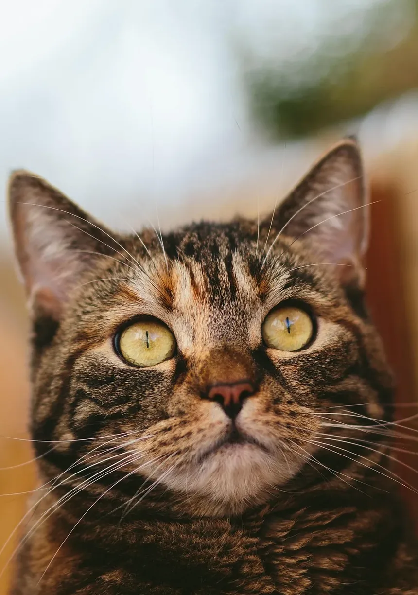 Como Saber Se Meu Gato Comeu Algo Ruim?