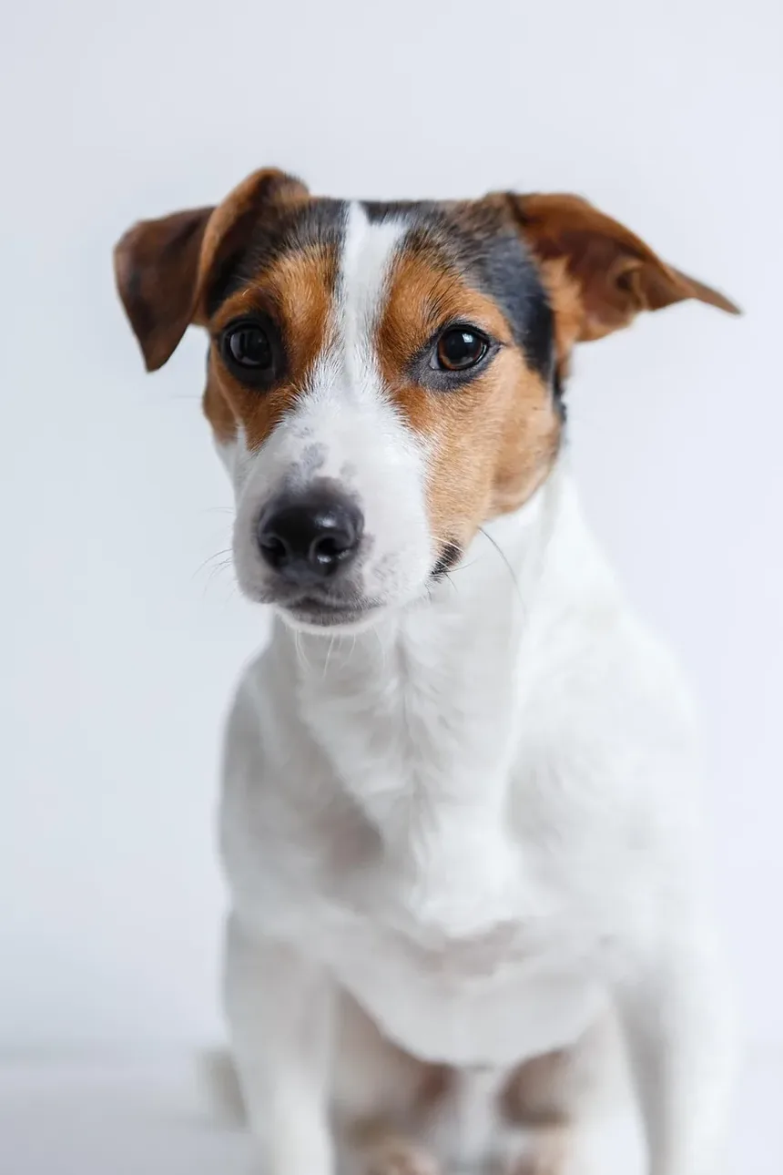 Como Saber Se Meu Cão Está com Doença de Lyme por Carrapato?