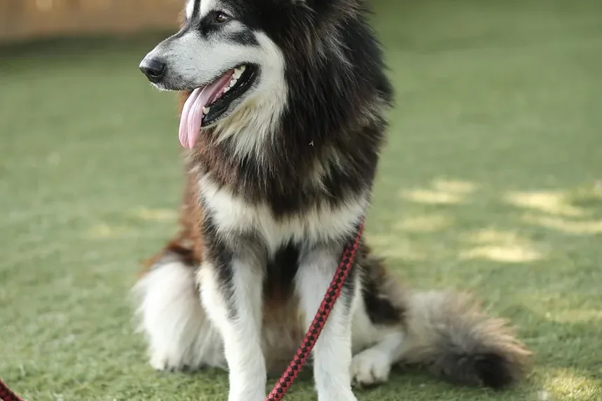 Como Saber Se Meu Cão Está com Doença de Lyme por Carrapato?