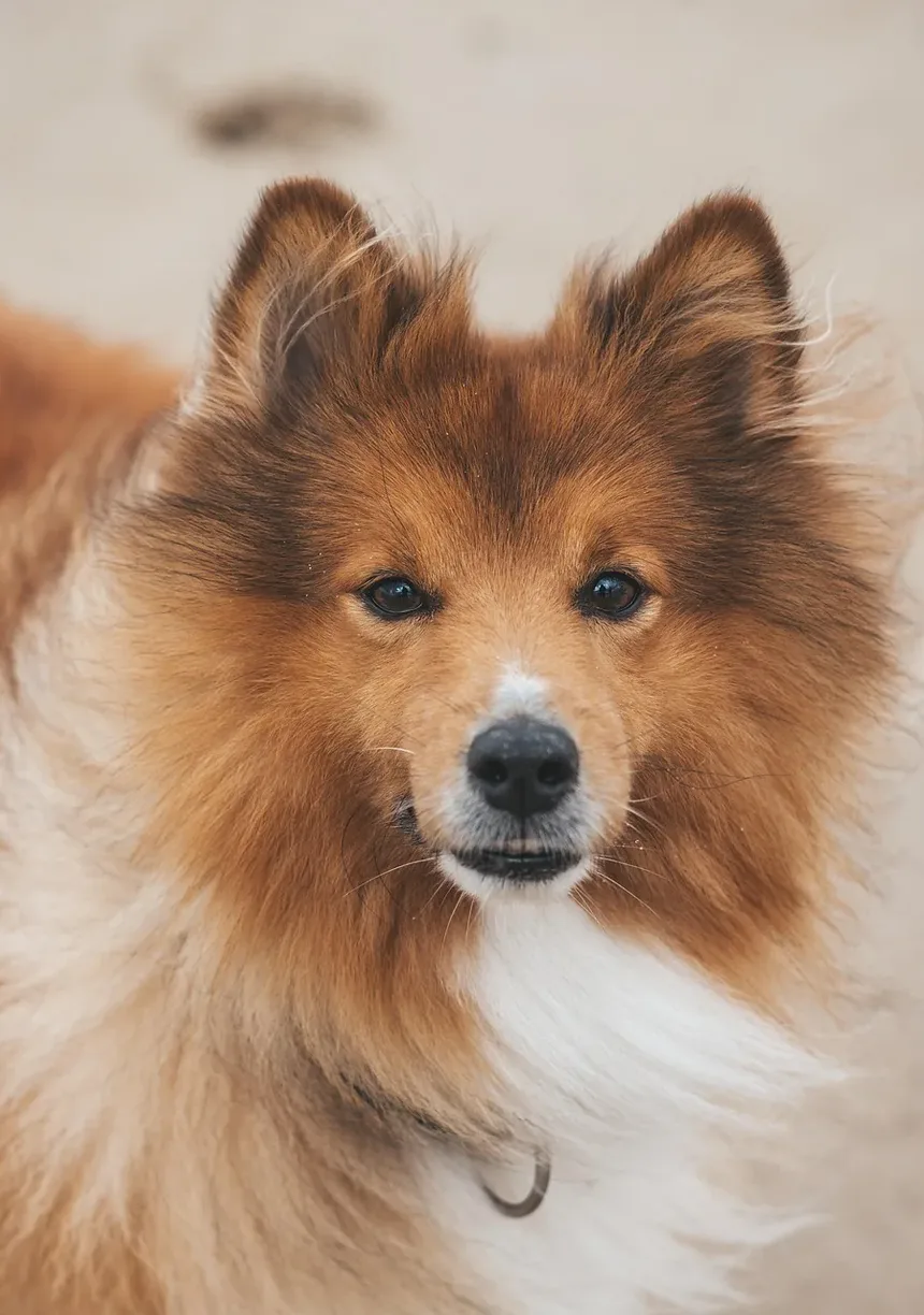 Quanto Tempo Leva a Recuperação da Castração em Cães?