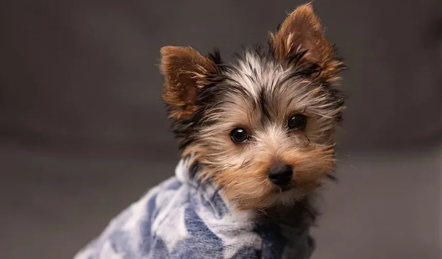 Quanto Tempo Leva a Recuperação da Castração em Cães?