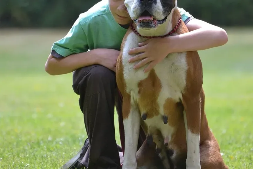 Quanto Tempo Leva a Recuperação da Castração em Cães?